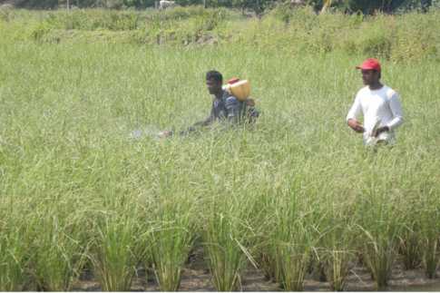 পোকায় খাচ্ছে আমন ক্ষেত, কৃষি কর্মকর্তার দেখা নেই